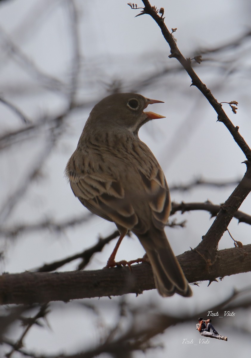 Gray-necked Bunting - ML617960378