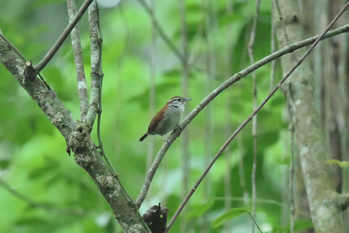 Rufous-and-white Wren - ML617960402