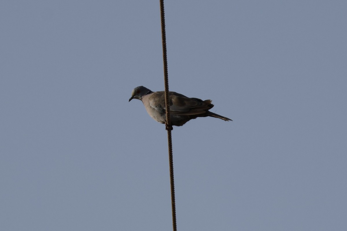 Mourning Collared-Dove - ML617960435