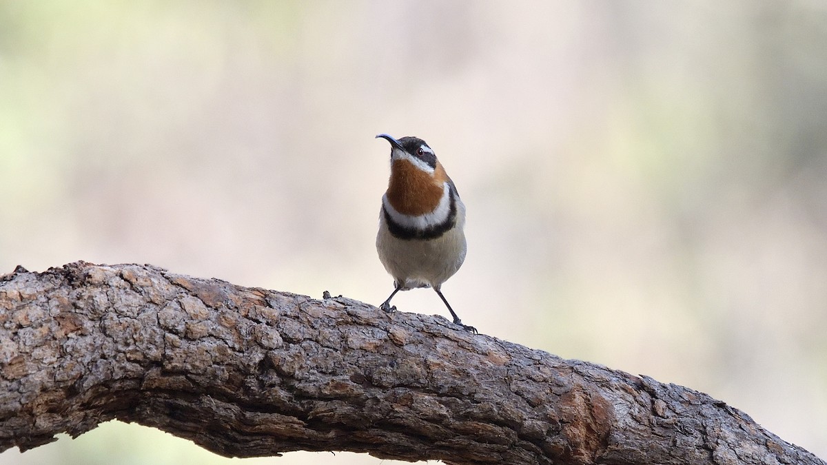 Western Spinebill - ML617960443