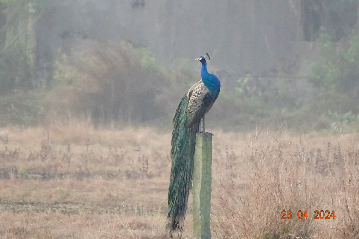 Indian Peafowl - ML617960452