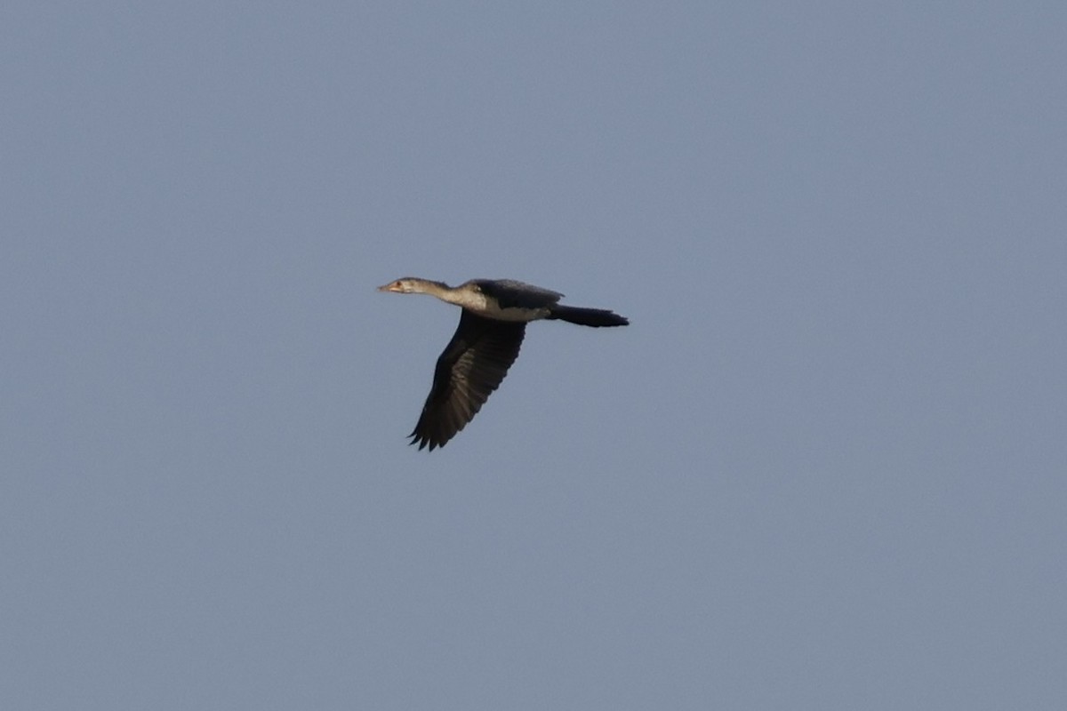 Long-tailed Cormorant - Mathieu Soetens