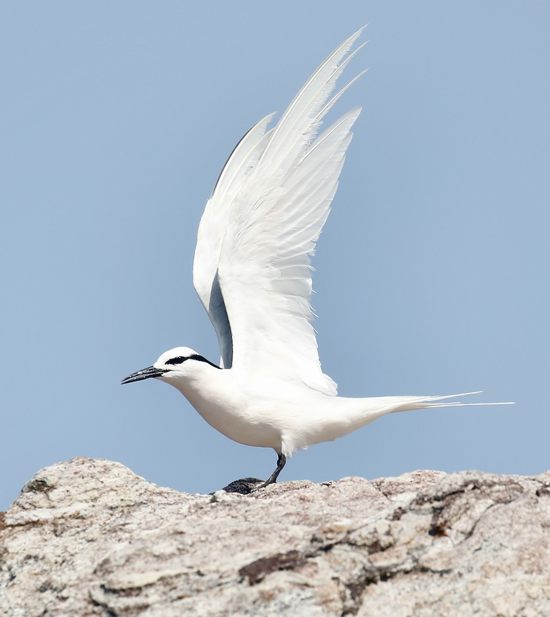 Black-naped Tern - ML617960484