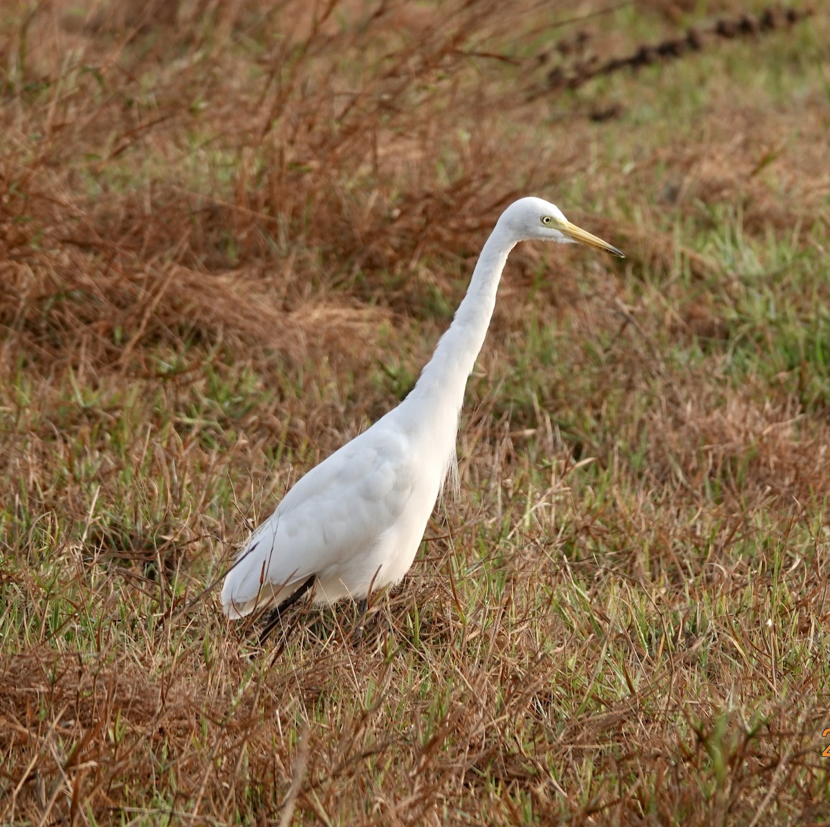 Medium Egret - ML617960494