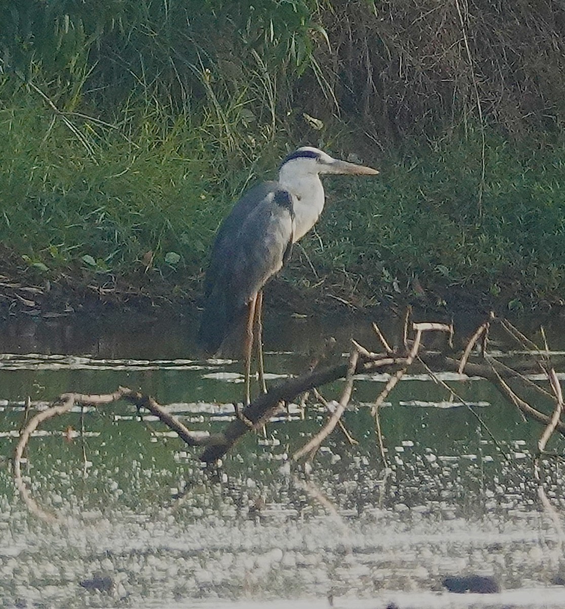 Gray Heron - ML617960496