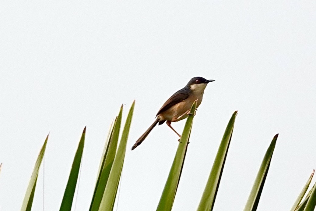 Ashy Prinia - ML617960500