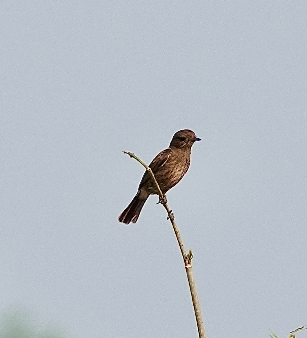 Pied Bushchat - ML617960529