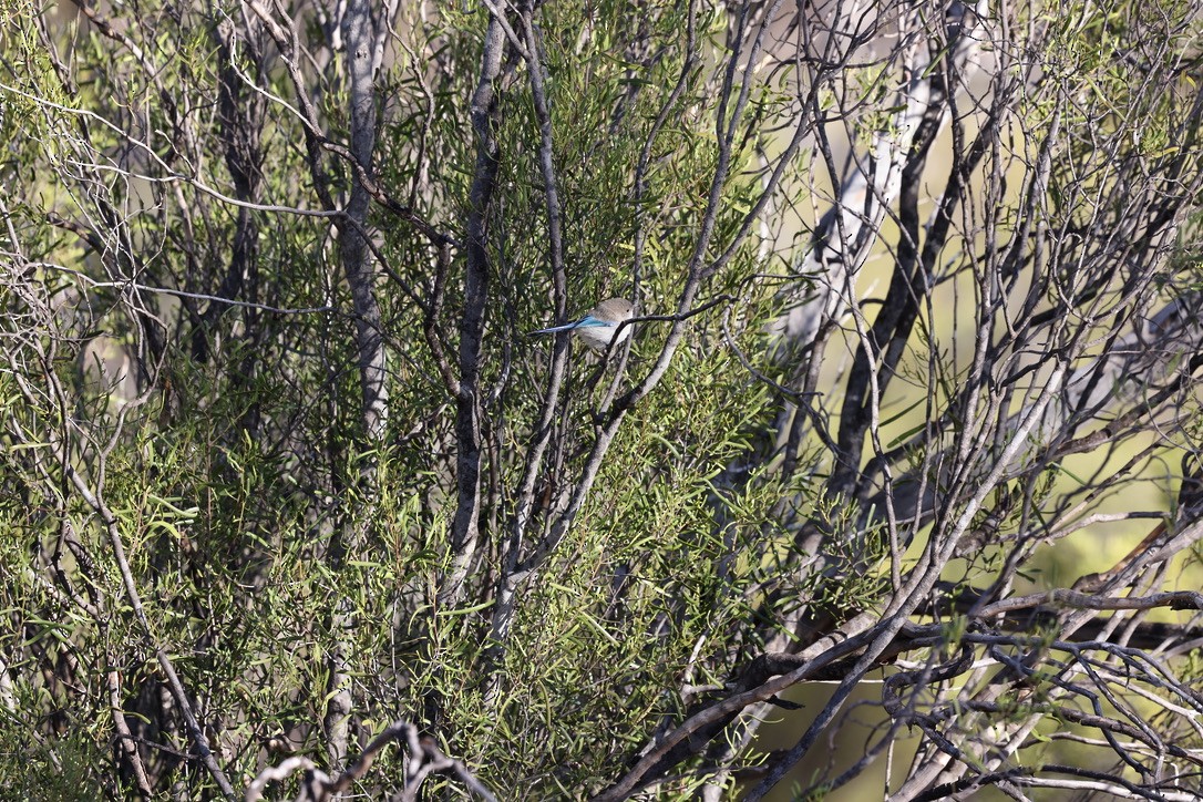 Splendid Fairywren - ML617960577