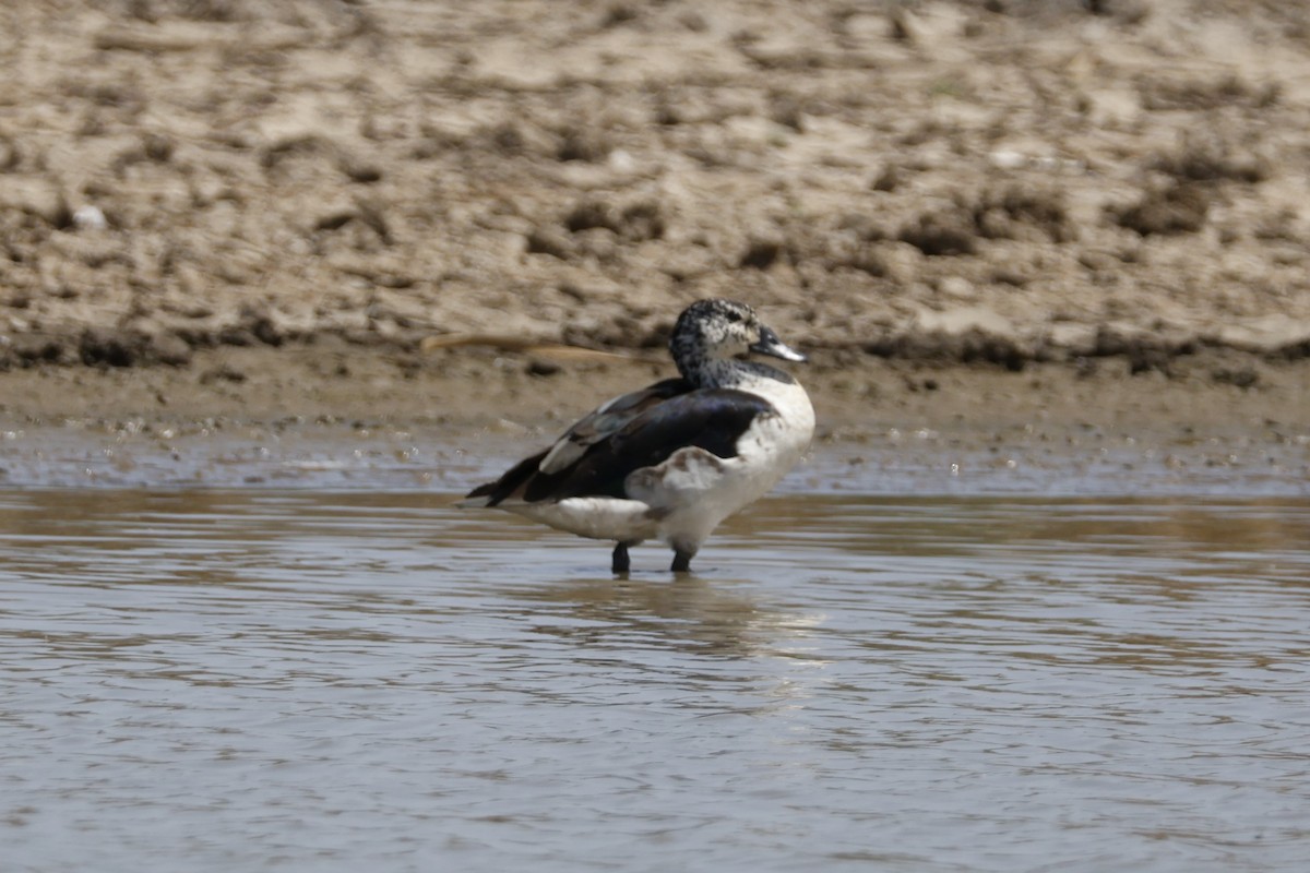 Knob-billed Duck - ML617960580