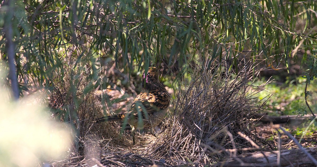 Spotted Bowerbird - ML617960620