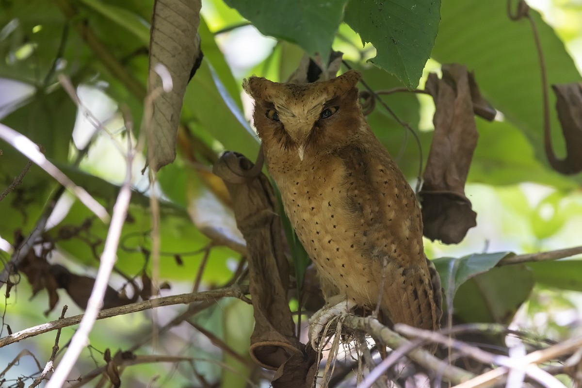 Serendib Scops-Owl - ML617960635