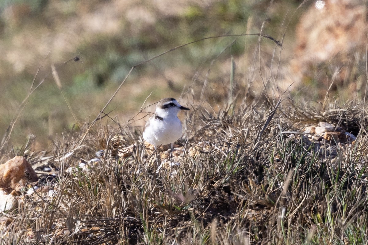 Kentish Plover (Hanuman) - ML617960647