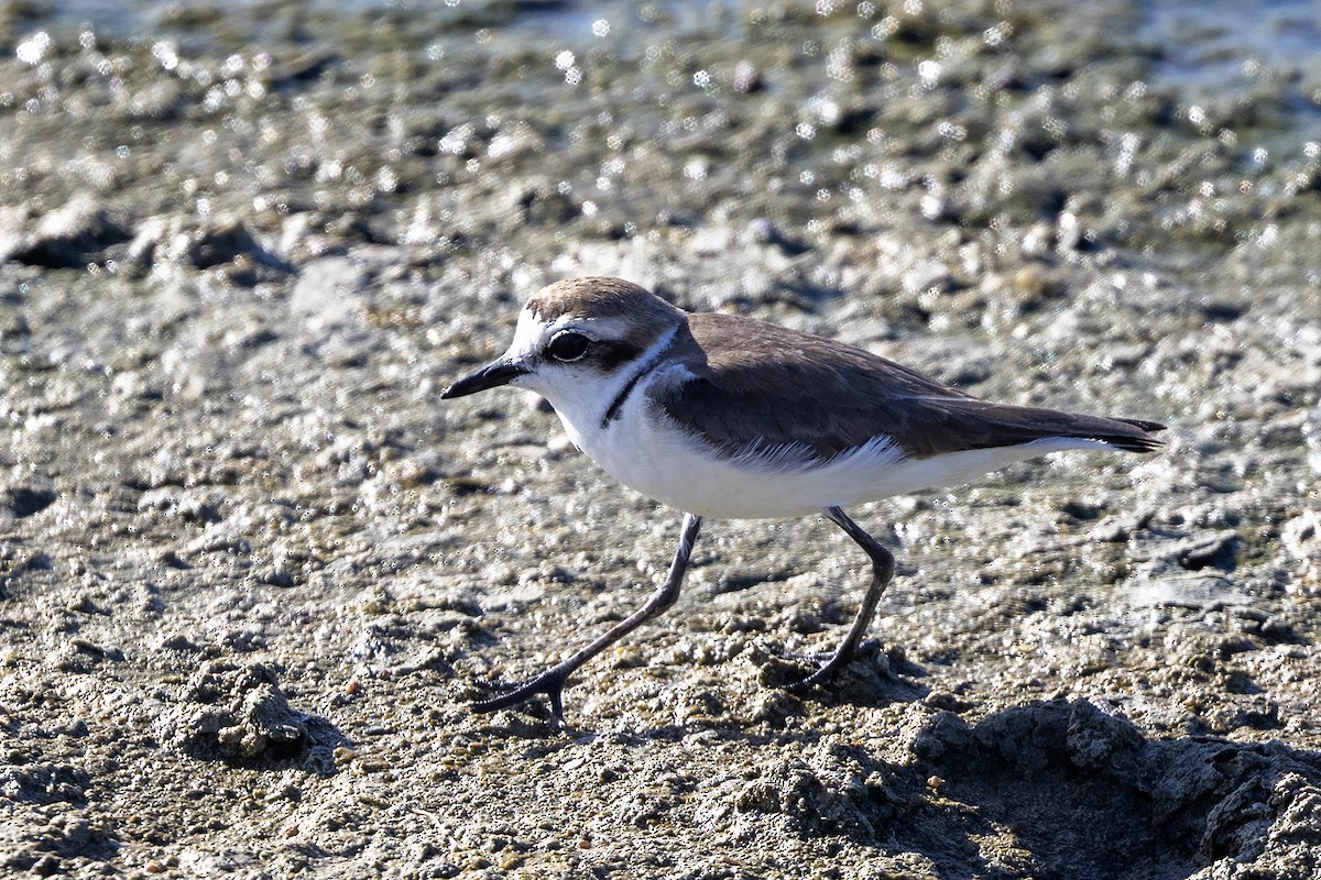 Kentish Plover (Hanuman) - ML617960649