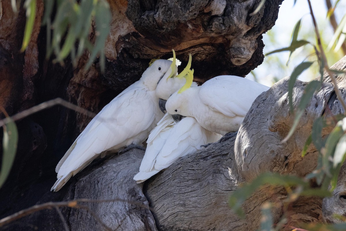 Sulphur-crested Cockatoo - ML617960682