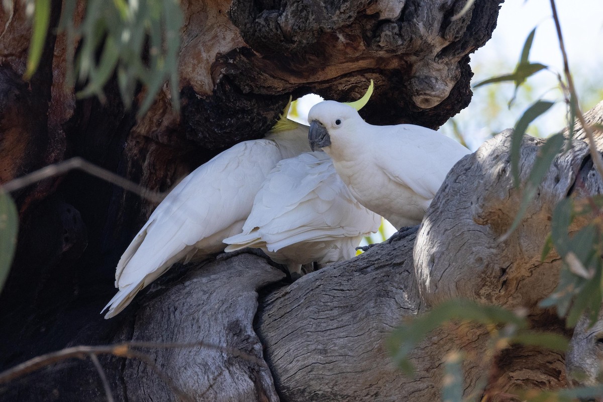 Sulphur-crested Cockatoo - ML617960683