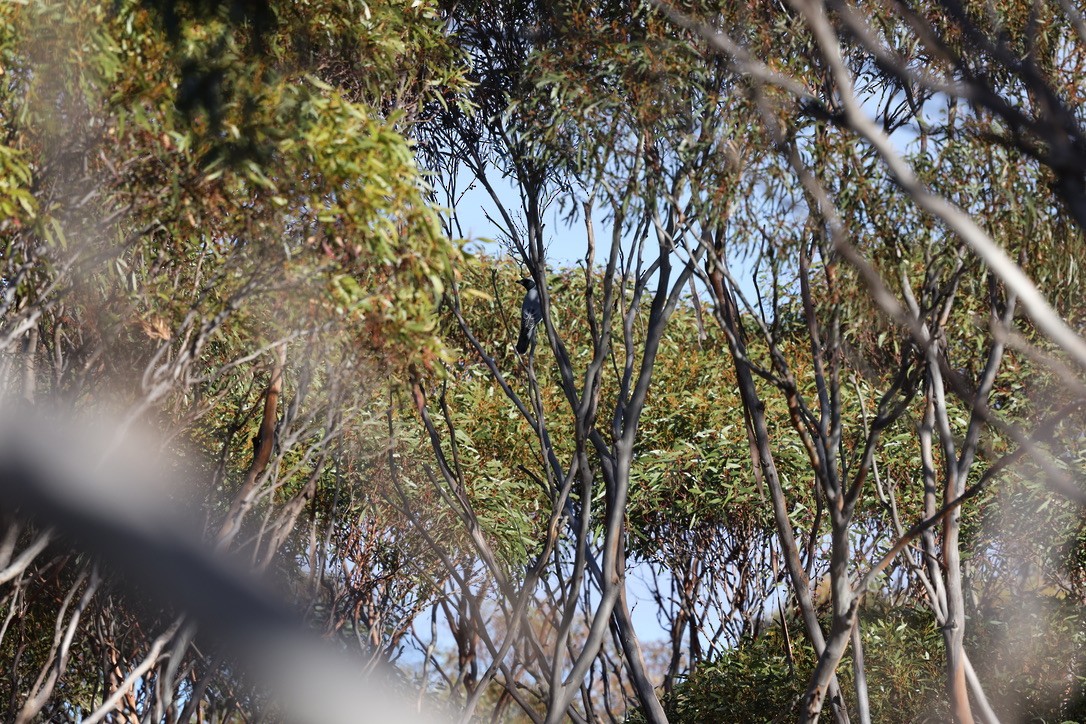 Black-faced Cuckooshrike - ML617960689