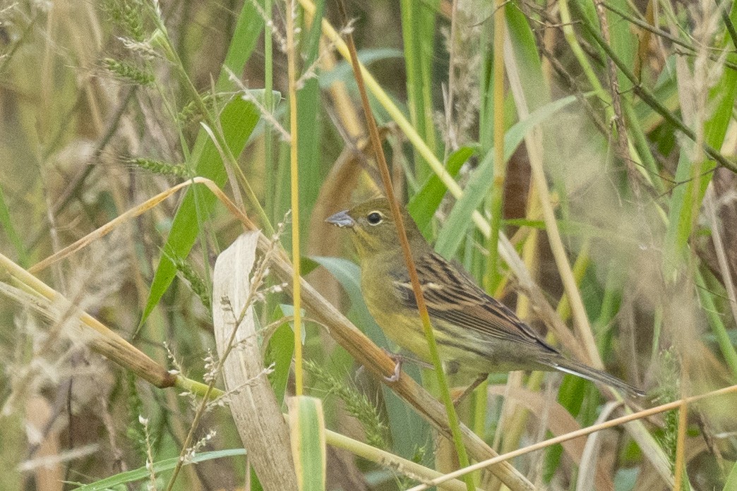 Yellow Bunting - ML617960710