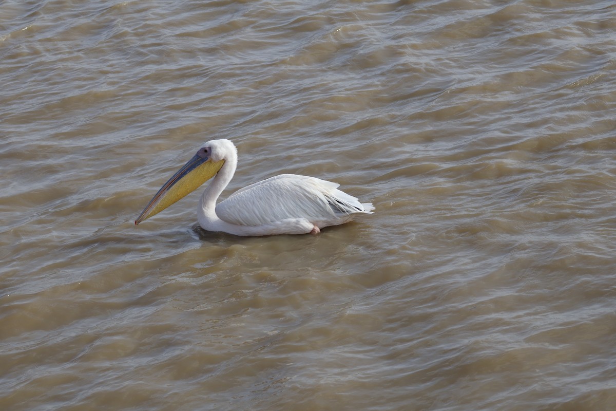 Great White Pelican - ML617960773