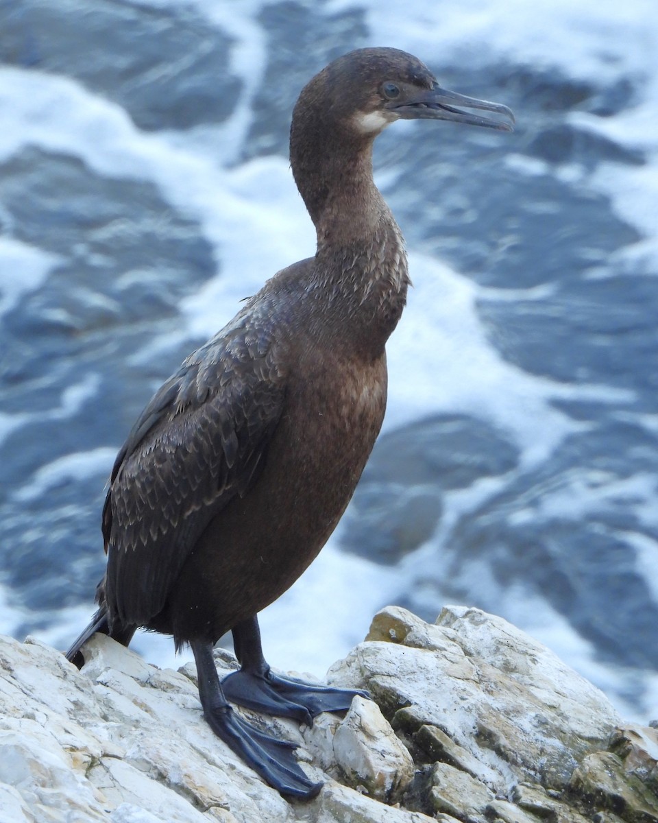 Brandt's Cormorant - ML617960813