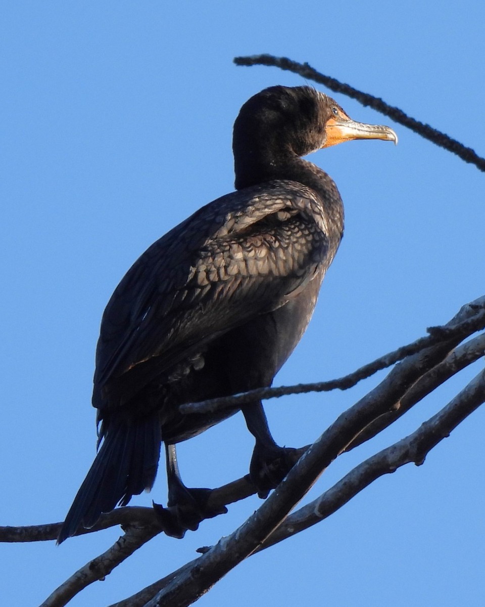 Double-crested Cormorant - ML617960817