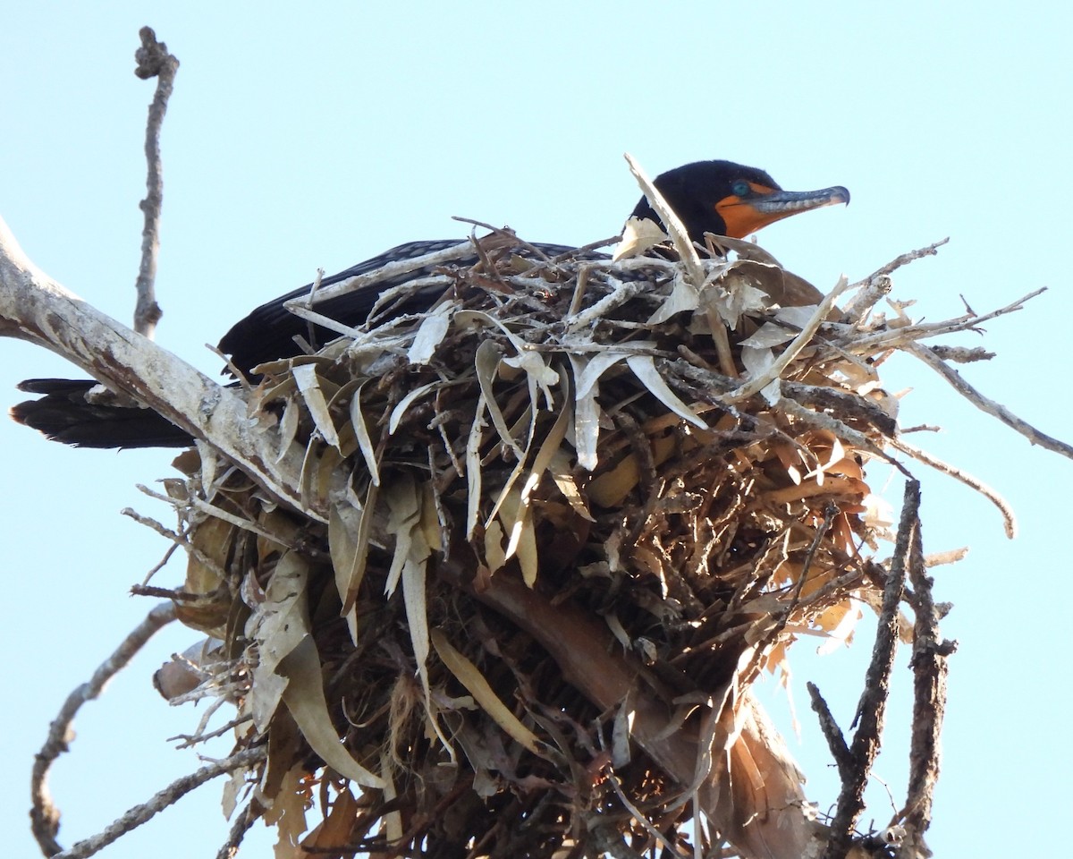 Double-crested Cormorant - ML617960818