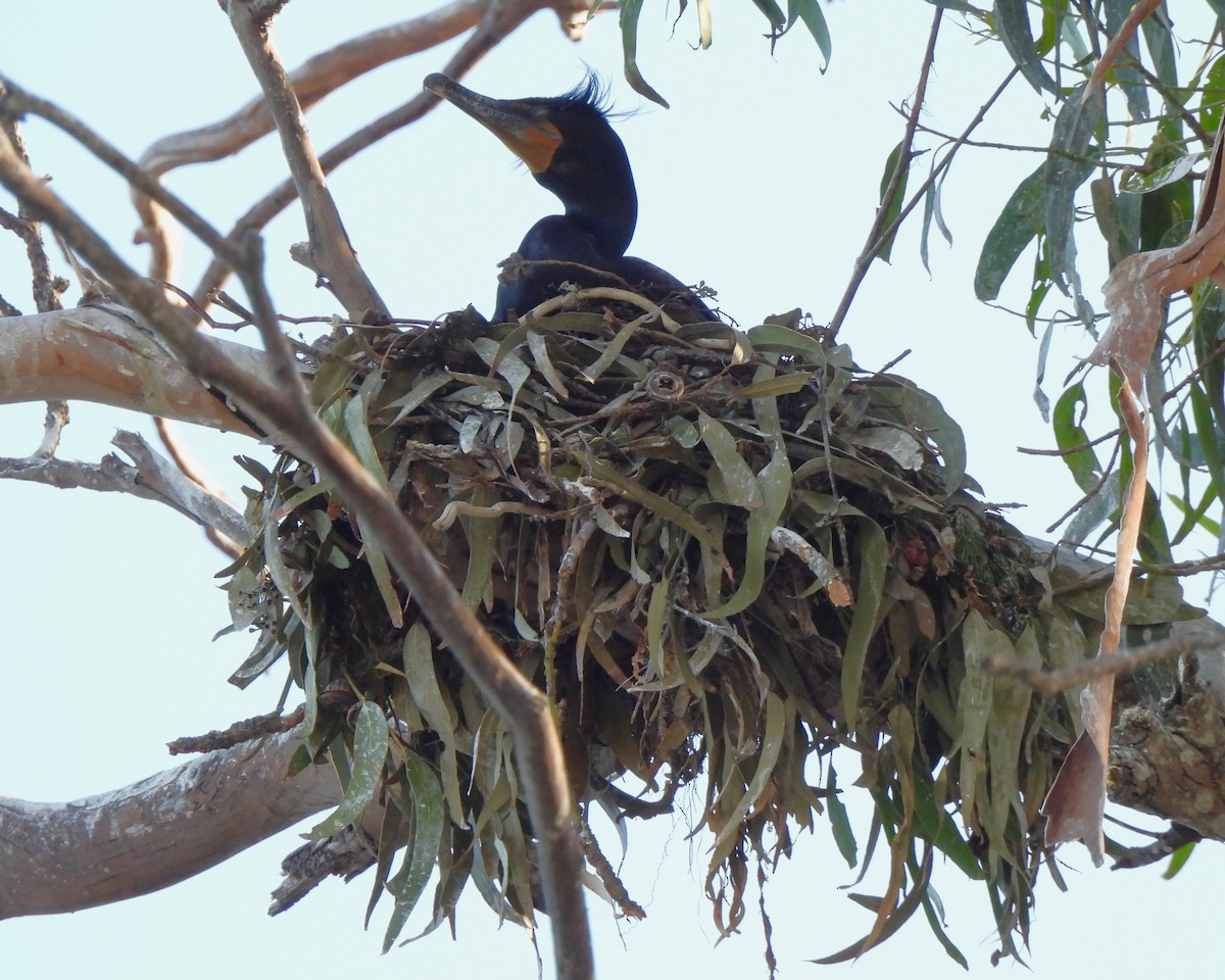 Double-crested Cormorant - ML617960819