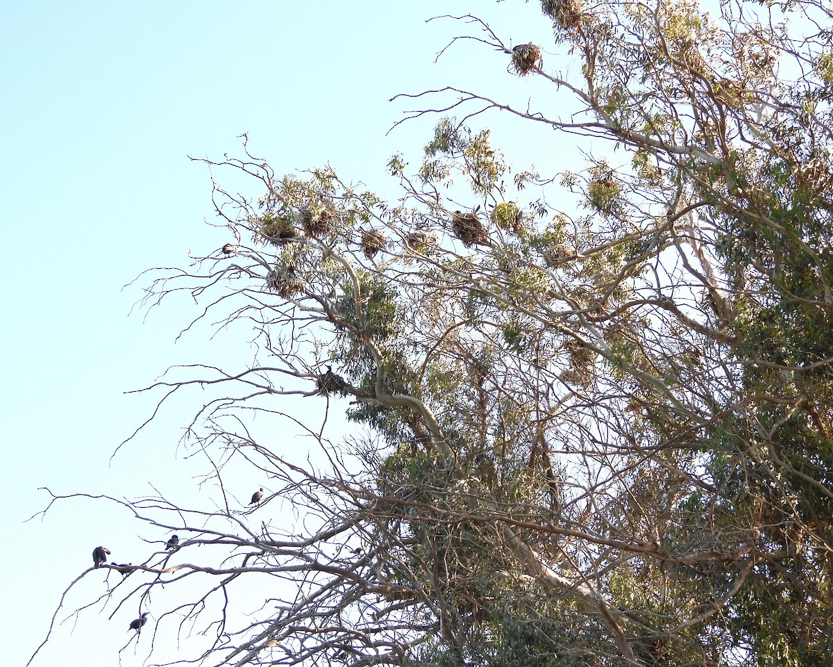 Double-crested Cormorant - ML617960820