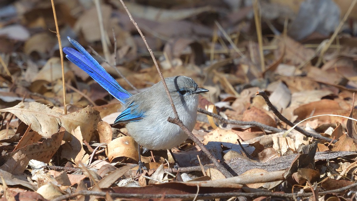 Splendid Fairywren - ML617960837