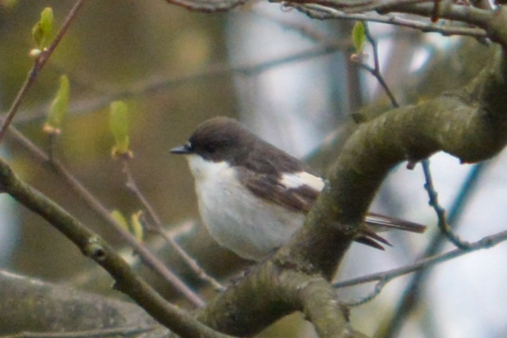 European Pied Flycatcher - ML617960872