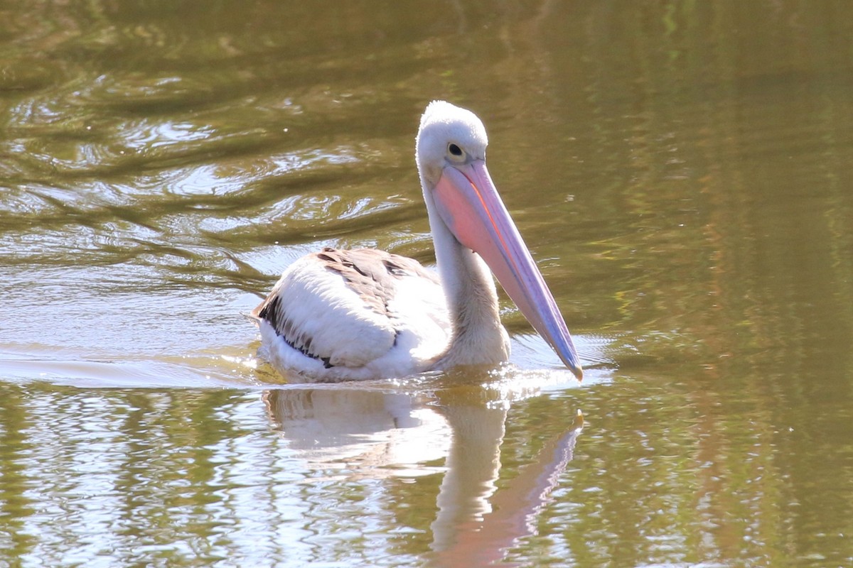 Australian Pelican - ML617960895