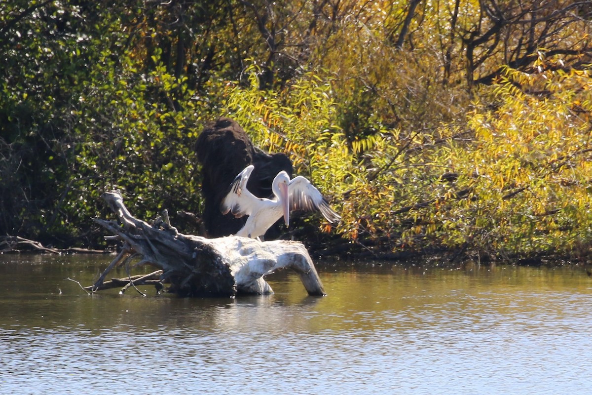 Australian Pelican - ML617960906