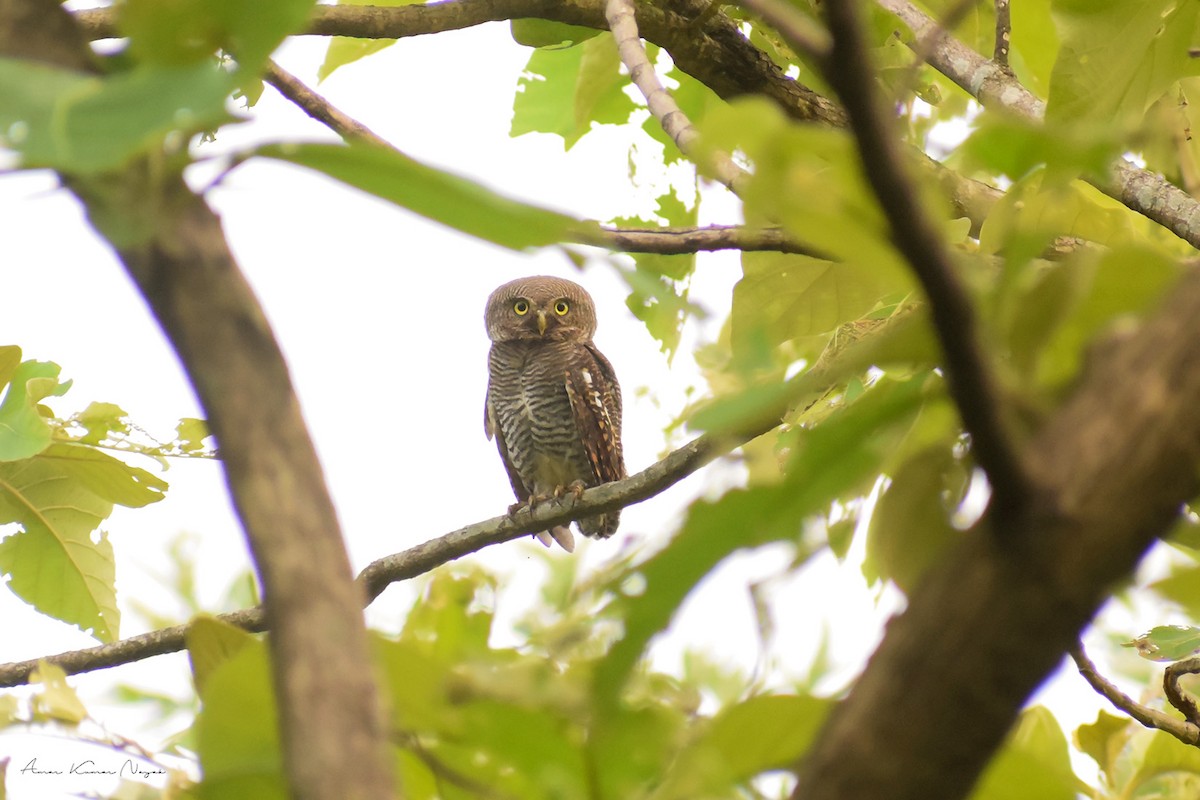 Jungle Owlet - Amar Nayak