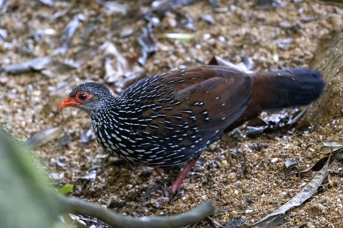 Sri Lanka Spurfowl - ML617960939