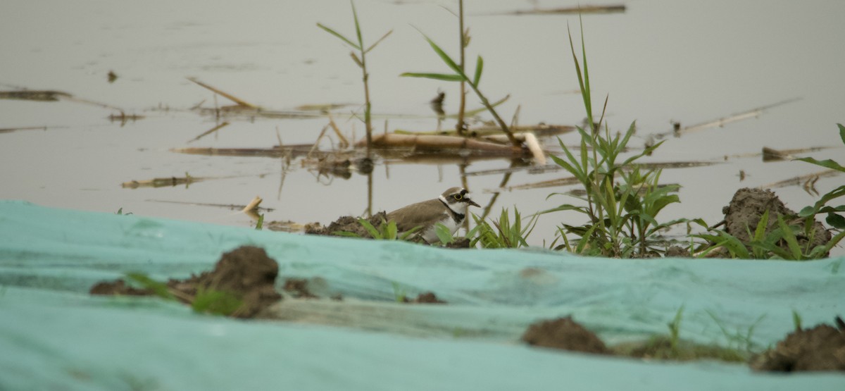 Little Ringed Plover - ML617960943