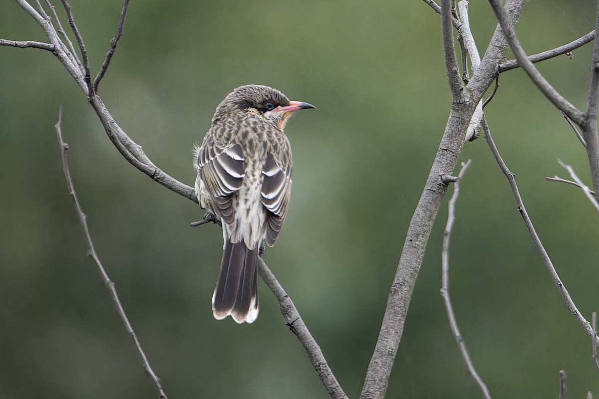 Spiny-cheeked Honeyeater - John  Van Doorn