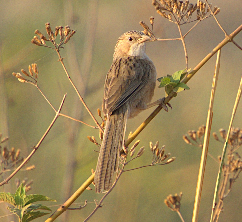 Common Babbler - ML617960978