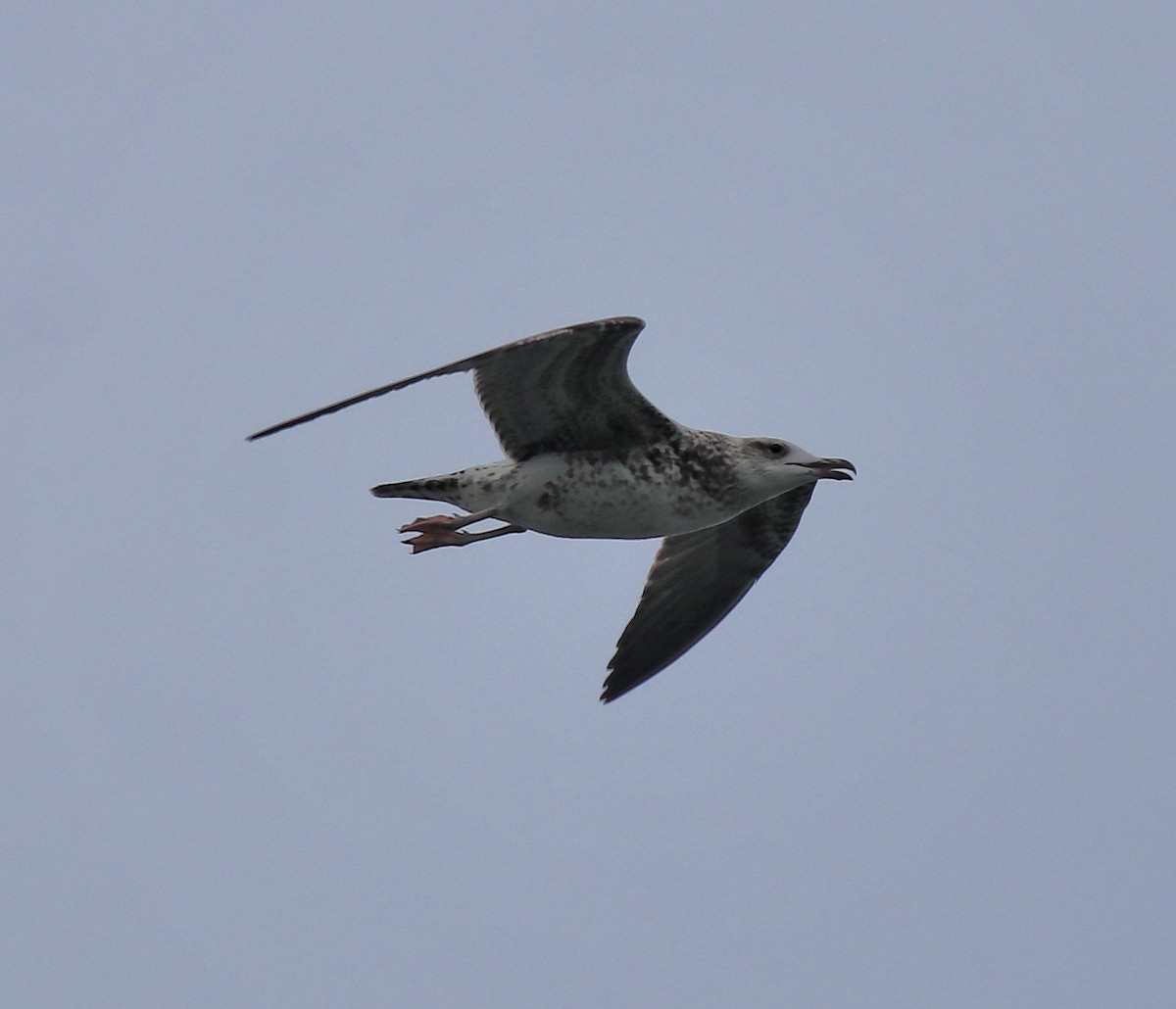 Lesser Black-backed Gull (Heuglin's) - Afsar Nayakkan