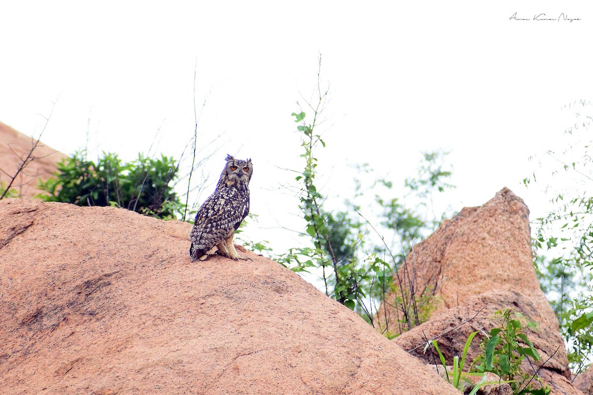 Rock Eagle-Owl - ML617961021