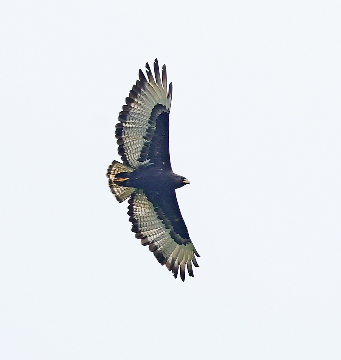 Augur Buzzard - Maciej  Kotlarski