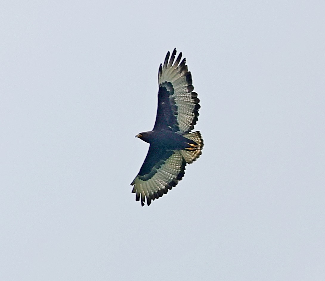 Augur Buzzard - Maciej  Kotlarski