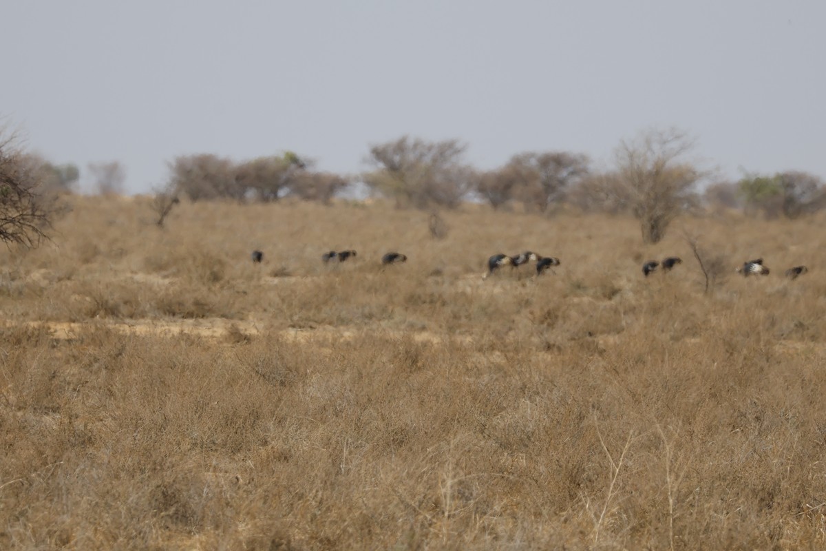 Black Crowned-Crane - ML617961036