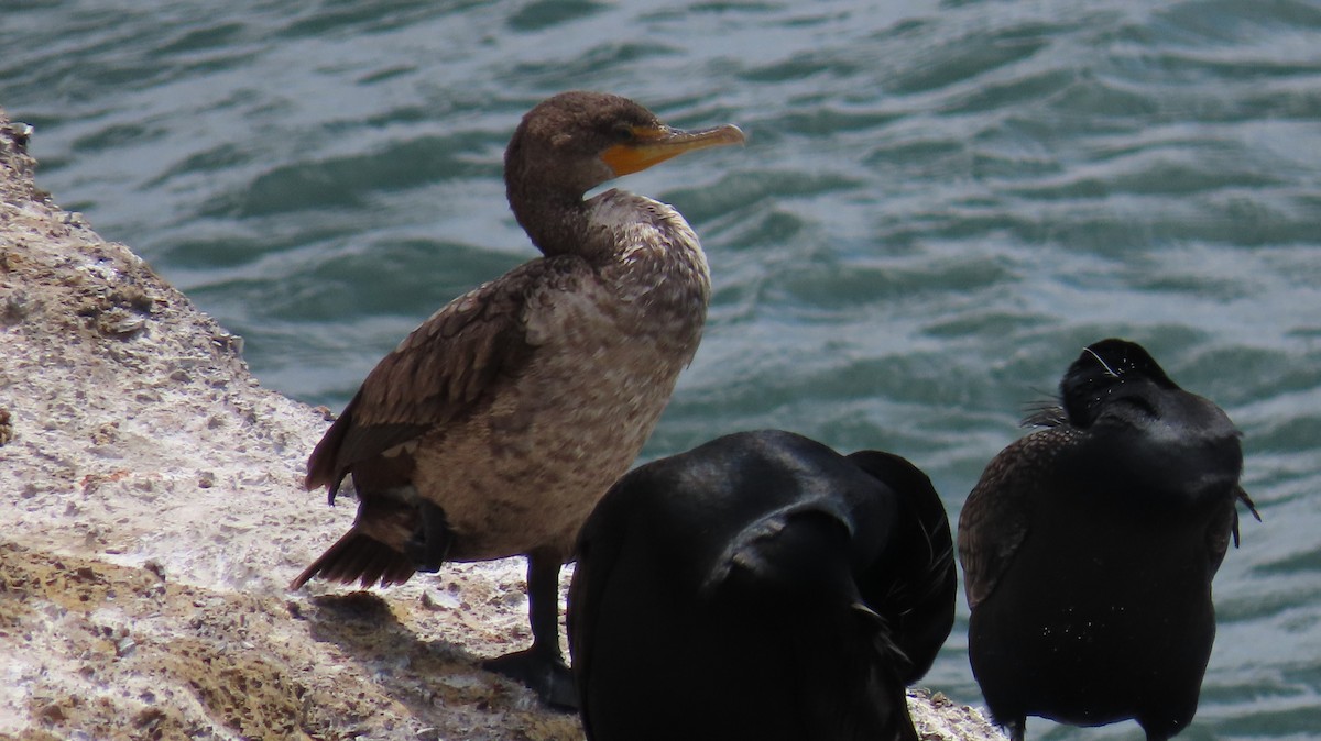 Double-crested Cormorant - Petra Clayton