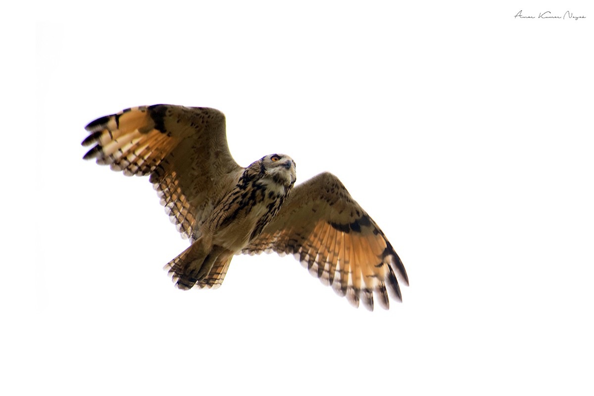 Rock Eagle-Owl - ML617961044