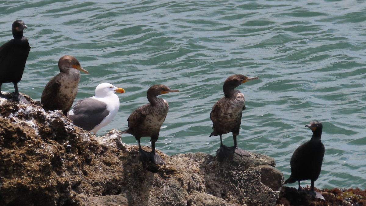 Cormorán Orejudo - ML617961045