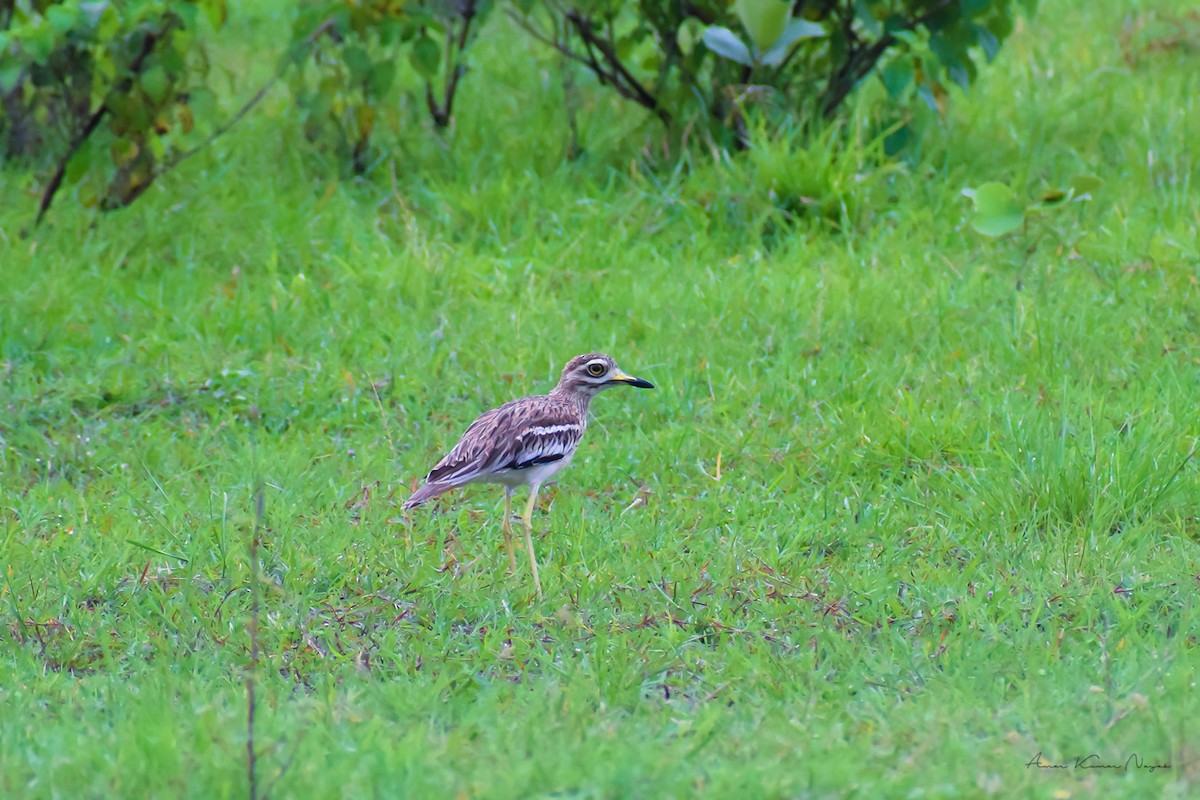 Indian Thick-knee - ML617961049
