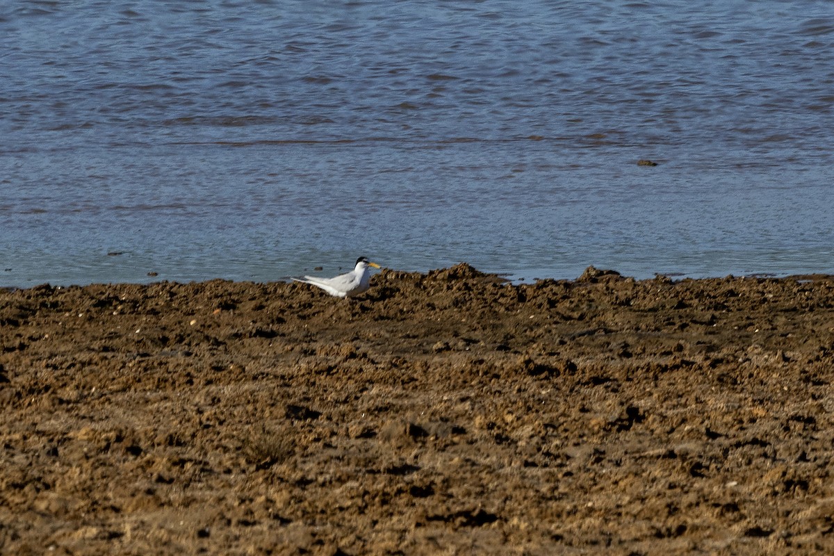 Little Tern - ML617961143