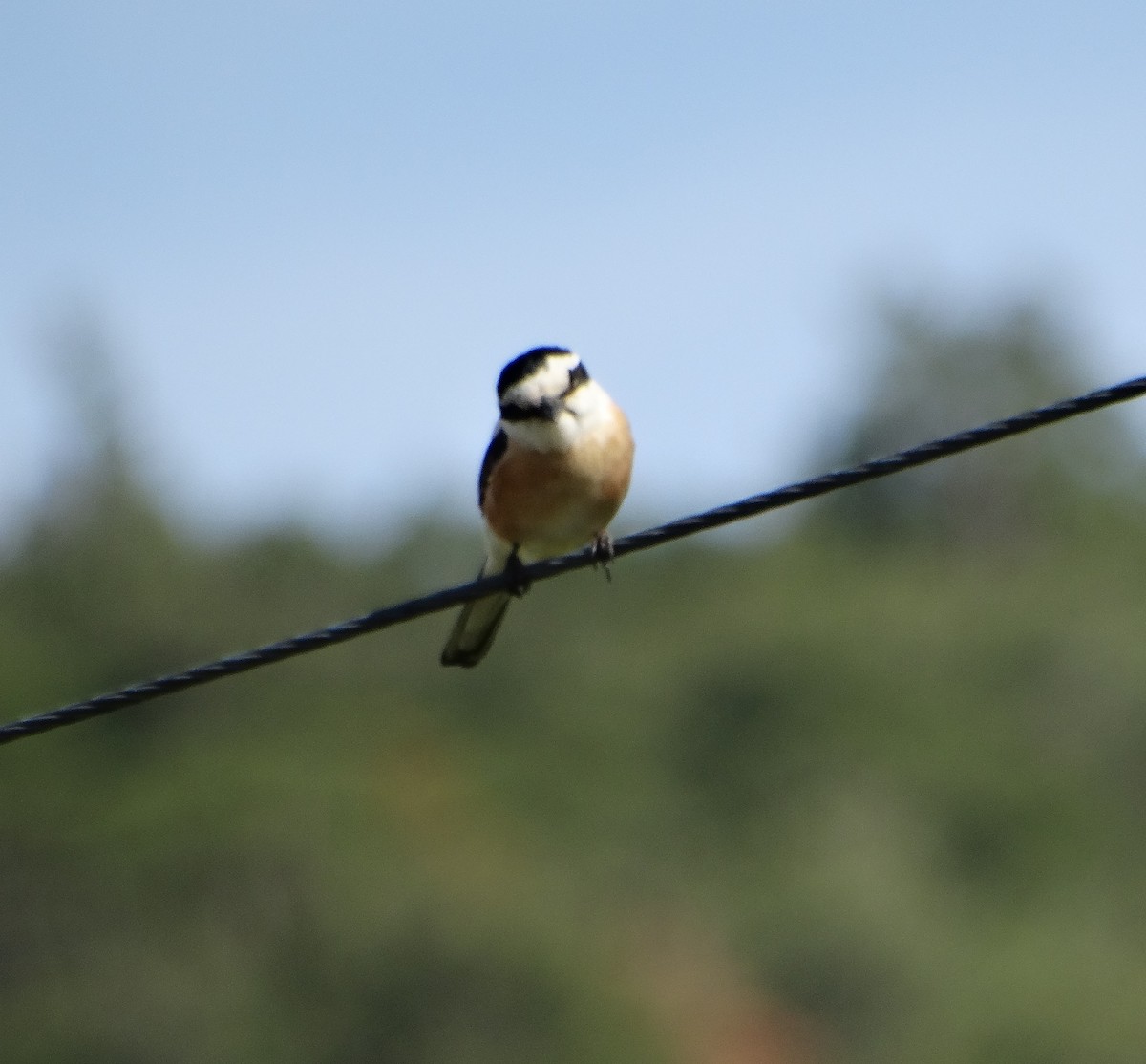 Masked Shrike - Michael Bird