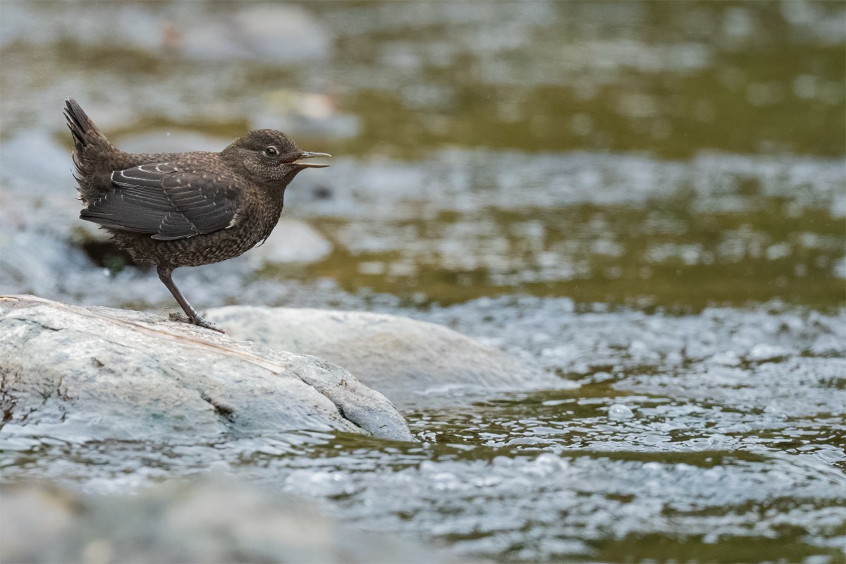 Brown Dipper - Ben Tsai