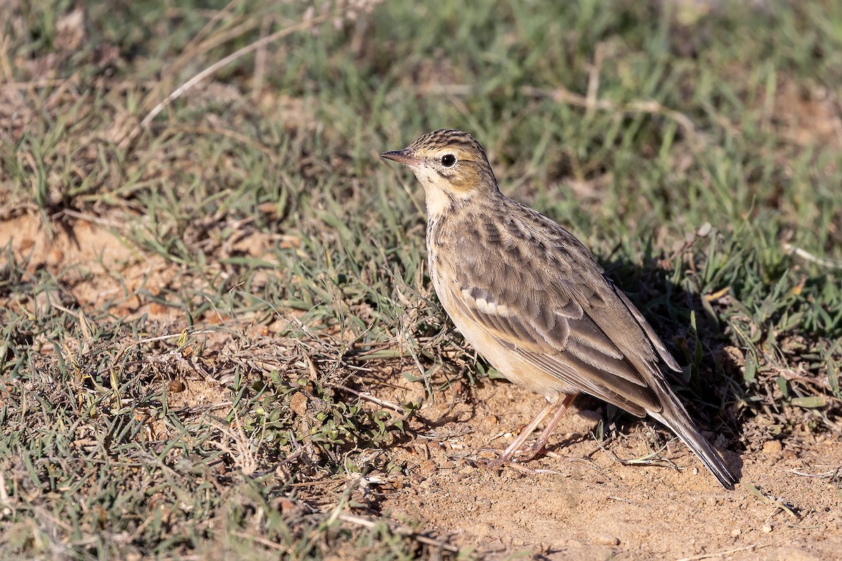 Paddyfield Pipit - Niall D Perrins