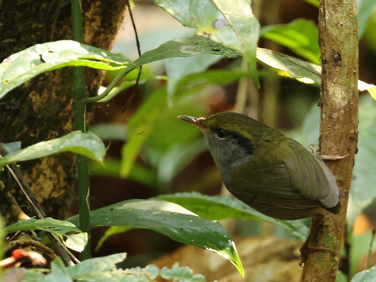 Gray-bellied Tesia - Gowri Shankar S